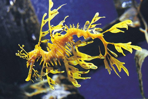 SEA LIFE Melbourne Aquarium Admission Ticket - Accommodation Mt buller 0