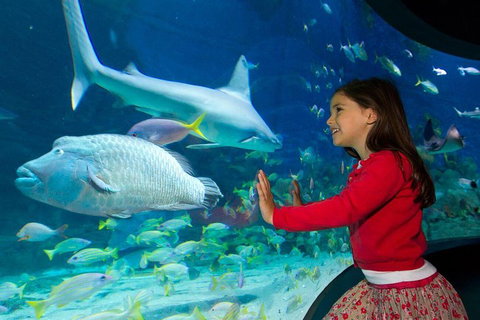 SEA LIFE Melbourne Aquarium Admission Ticket - Accommodation Mt buller 1