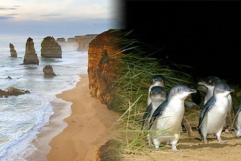 Melbourne Super Saver: Great Ocean Road + Phillip Island + Attraction Pass - Accommodation Mt Buller 0