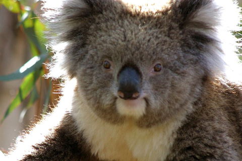 Melbourne Super Saver: Great Ocean Road + Phillip Island + Attraction Pass - Accommodation Mt Buller 3