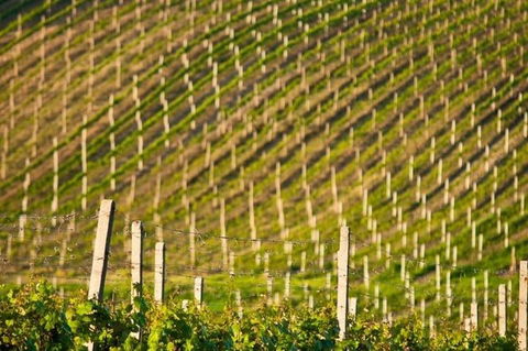 Melbourne Super Saver: Great Ocean Road + Mornington Peninsula + Attraction Pass - Accommodation Mt Buller 1