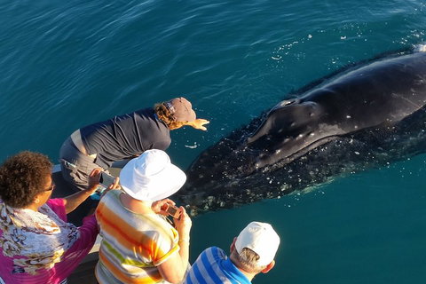 AOC Whale Watching From Broome - Accommodation Mt buller 0