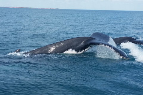 AOC Whale Watching From Broome - Accommodation Mt buller 1