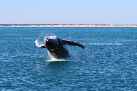 AOC Whale Watching From Broome - Accommodation Mt buller 2