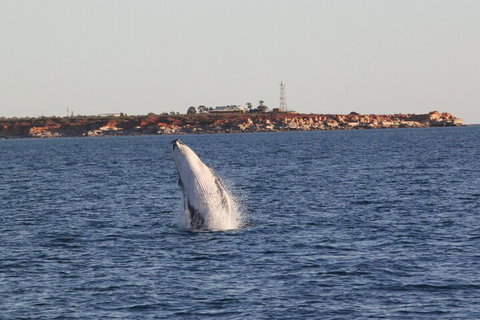 AOC Whale Watching From Broome - Accommodation Mt buller 3