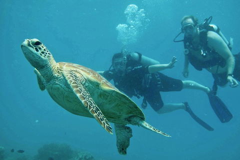 Ocean Freedom Great Barrier Reef Personal Luxury Snorkel & Dive Cruise, Cairns - Accommodation Mt buller 4