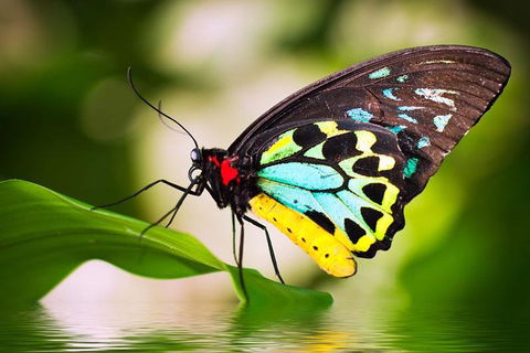 Australian Butterfly Sanctuary - Accommodation Mt Buller 4