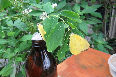 Australian Butterfly Sanctuary- Virtual Interactive Tour With Private Guide - Accommodation Mt Buller 0