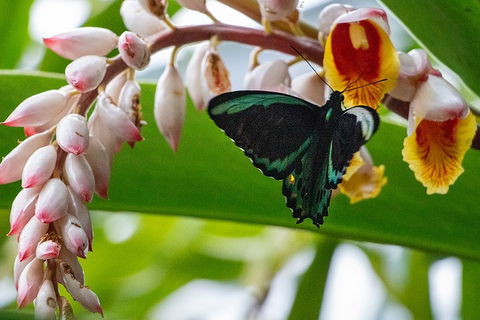 Australian Butterfly Sanctuary- Virtual Interactive Tour With Private Guide - Accommodation Mt Buller 2