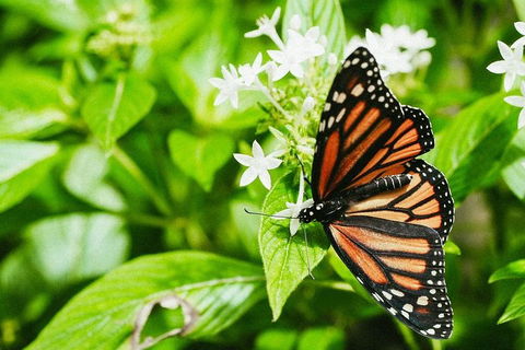 Australian Butterfly Sanctuary- Virtual Interactive Tour With Private Guide - Accommodation Mt Buller 4