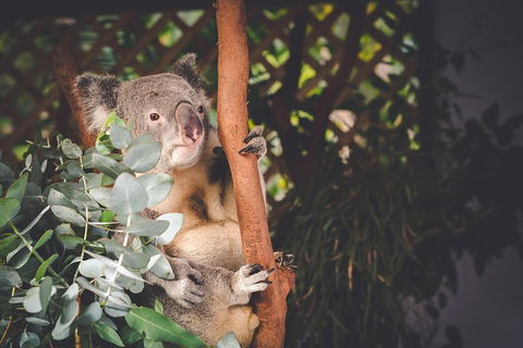 Small-Group Blue Mountains Day Trip From Sydney With Wildlife Park - Accommodation Mt Buller 2