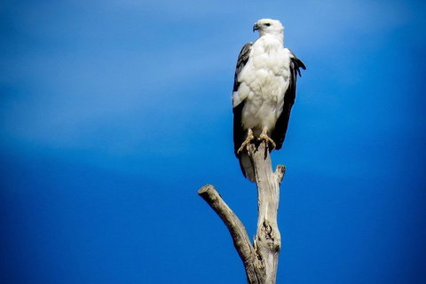 Kangaroo Island 75-Minute Ocean Safari - Accommodation Mt Buller 0