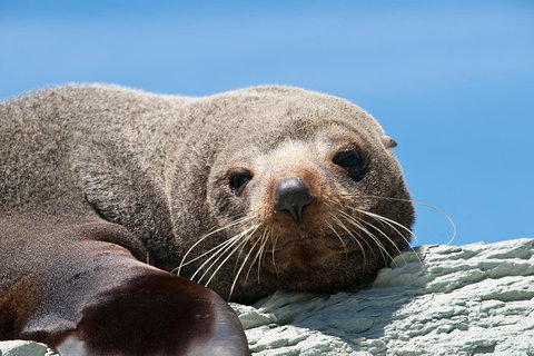 Kangaroo Island 75-Minute Ocean Safari - Accommodation Mt Buller 1