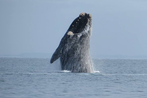 Kangaroo Island 75-Minute Ocean Safari - Accommodation Mt Buller 2