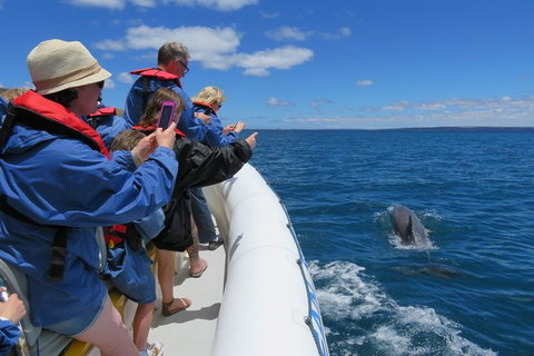 Kangaroo Island 75-Minute Ocean Safari - Accommodation Mt Buller 3