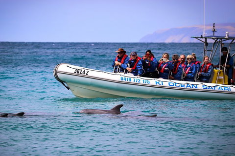 Kangaroo Island 75-Minute Ocean Safari - Accommodation Mt Buller 4