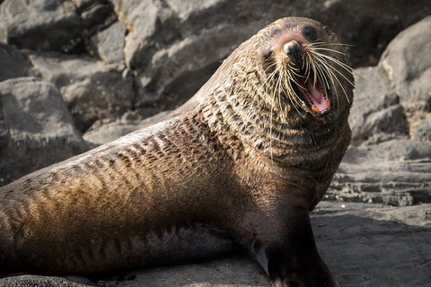 Kangaroo Island 75-Minute Ocean Safari - Accommodation Mt Buller 5