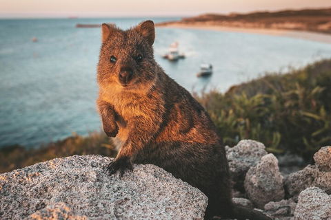 Rottnest Island Roundtrip Fast Ferry From Hillarys Boat Harbour - Accommodation Mt buller 5