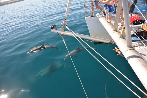 Dolphin Cruise From Adelaide With Optional Dolphin Swim - Accommodation Mt Buller 1