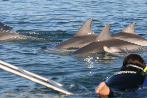 Dolphin Cruise From Adelaide With Optional Dolphin Swim - Accommodation Mt Buller 2