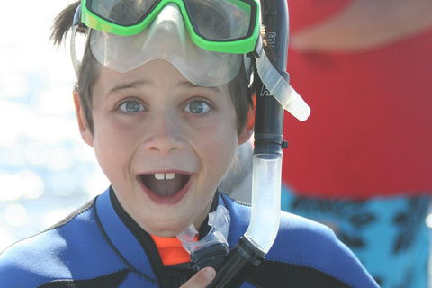 Dolphin Cruise From Adelaide With Optional Dolphin Swim - Accommodation Mt Buller 3