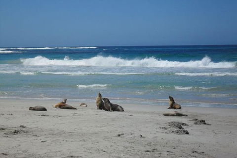 Kangaroo Island In A Day Tour From Adelaide - Accommodation Mt Buller 1