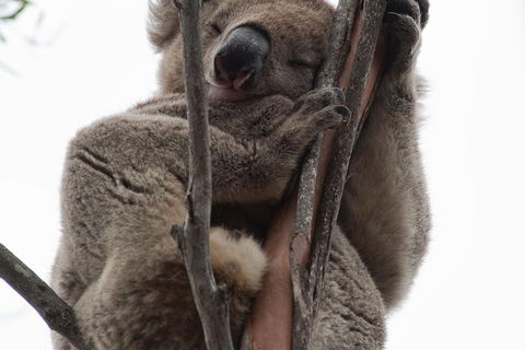 2-Day Kangaroo Island 4WD Small-Group Tour From Adelaide - Accommodation Mt Buller 0