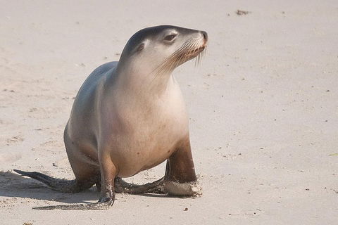 2-Day Kangaroo Island 4WD Small-Group Tour From Adelaide - Accommodation Mt Buller 4