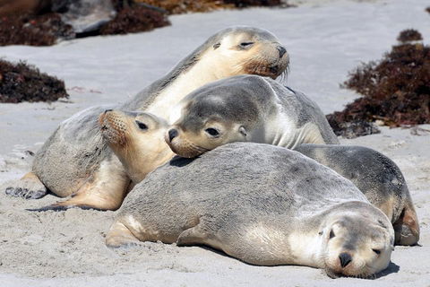 Small-Group Kangaroo Island 4WD Tour From Adelaide - Accommodation Mt Buller 1