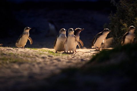 Melbourne City Tour And Phillip Island In One Day - Accommodation Mt Buller 4