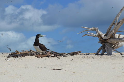 Seastar Luxury Outer Great Barrier Reef Island And Reef Tour From Cairns - Accommodation Mt Buller 1