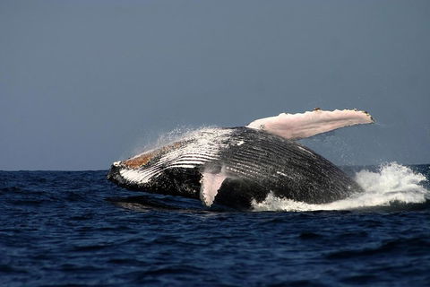 Sydney Whale-Watching Cruise Including Lunch Or Breakfast - Accommodation Mt Buller 1