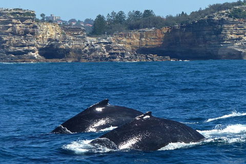 Sydney Whale-Watching Cruise Including Lunch Or Breakfast - Accommodation Mt Buller 2
