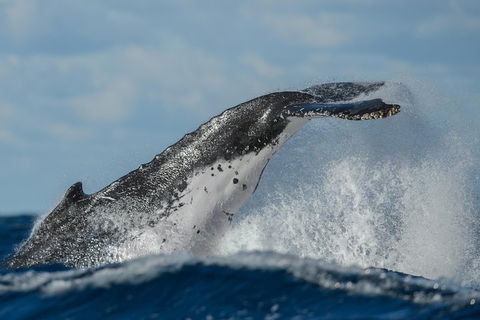 Sydney Whale-Watching Cruise Including Lunch Or Breakfast - Accommodation Mt Buller 4