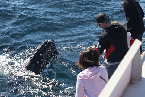 Sydney Whale-Watching Cruise Including Lunch Or Breakfast - Accommodation Mt Buller 5