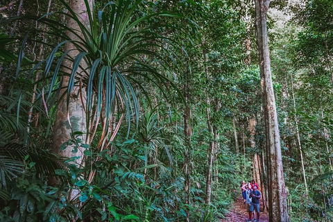 Atherton Tablelands Rain Forest By Night From Cairns - Accommodation Mt Buller 0