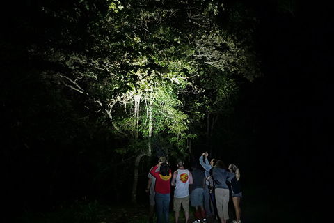 Atherton Tablelands Rain Forest By Night From Cairns - Accommodation Mt Buller 2