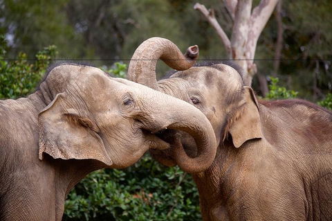 Melbourne Zoo General Entry Ticket - Accommodation Mt Buller 0