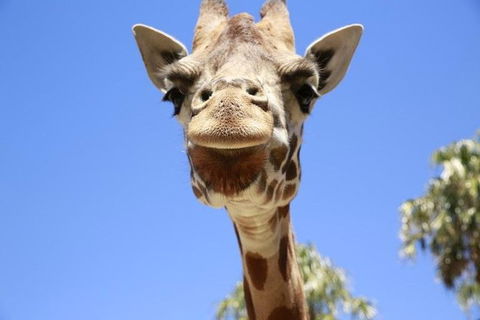 Melbourne Zoo General Entry Ticket - Accommodation Mt Buller 2