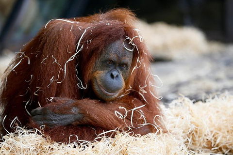 Melbourne Zoo General Entry Ticket - Accommodation Mt Buller 3