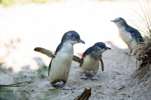 Melbourne Zoo General Entry Ticket - Accommodation Mt Buller 5