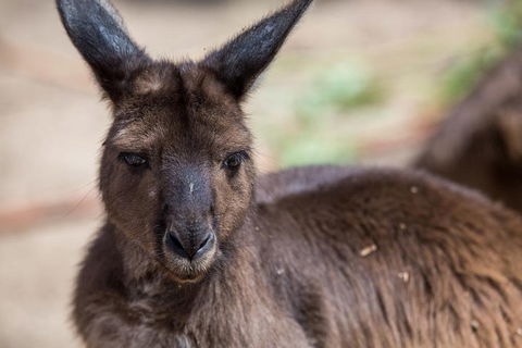 Australian Wildlife Tour At Melbourne Zoo Ticket - Accommodation Mt Buller 0