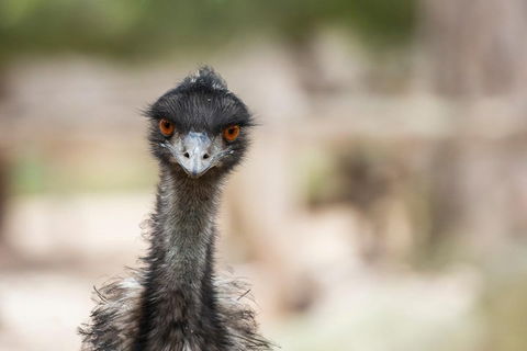 Australian Wildlife Tour At Melbourne Zoo Ticket - Accommodation Mt Buller 3