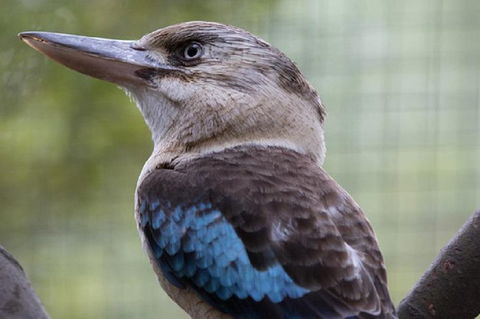 Australian Wildlife Tour At Melbourne Zoo Ticket - Accommodation Mt Buller 4