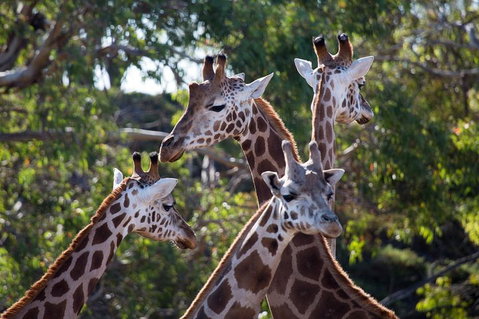 Werribee Open Range Zoo General Admission Ticket - Accommodation Mt Buller 0