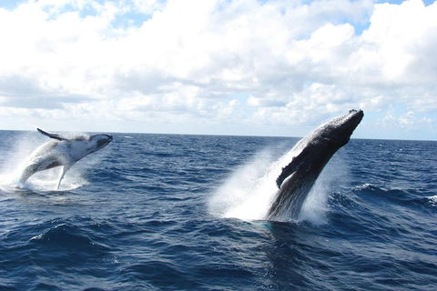 Tangalooma Island Resort Whale Watching Day Cruise With Dolphin Feeding - Accommodation Mt Buller 1