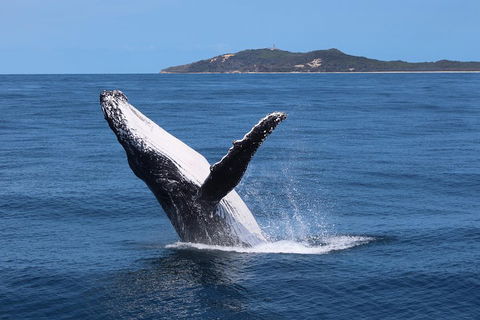 Tangalooma Island Resort Whale Watching Day Cruise With Dolphin Feeding - Accommodation Mt Buller 3