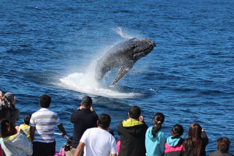 Tangalooma Island Resort Whale Watching Day Cruise With Dolphin Feeding - Accommodation Mt Buller 5