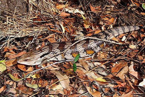 Hartley's Crocodile Adventures General Entry Ticket - Accommodation Mt Buller 5