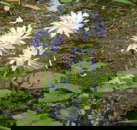Yellow Water Cruise - Kakadu - Accommodation Mt Buller